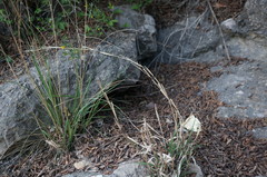 Cleistogenes serotina