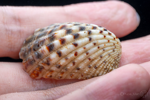 Cardita variegata observed 2026-07-16