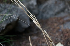 Cleistogenes serotina