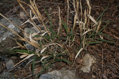 Cleistogenes serotina