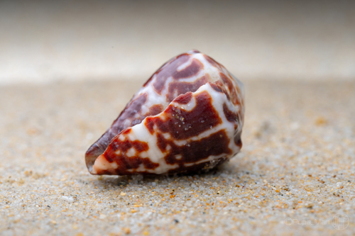 Conus chaldeus observed 2026-07-16