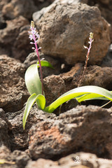 Scilla haemorrhoidalis