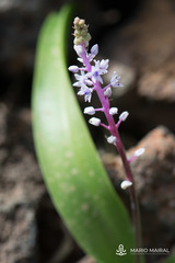 Scilla haemorrhoidalis