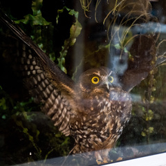 Ninox novaeseelandiae