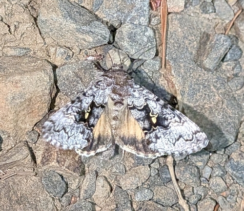 Syngrapha celsa photo 4