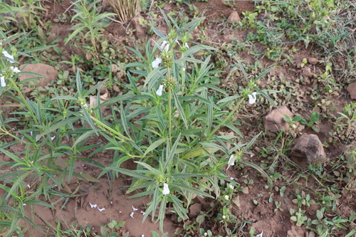 lavender-leaved leucas