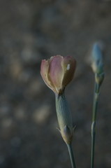 Dianthus marschallii