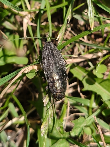 Buprestis haemorrhoidalis