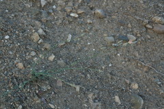 Dianthus marschallii