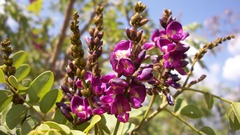 Lonchocarpus sumiderensis