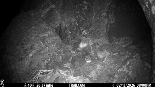 Western Spotted Skunk