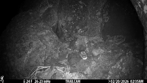 Western Spotted Skunk