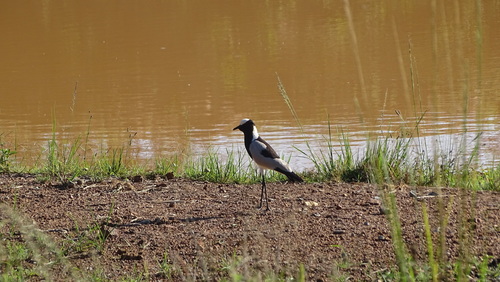 iNaturalist: (c) Gordon Hurley, some rights reserved (CC BY-NC), uploaded by Gordon Hurley iNaturalist image