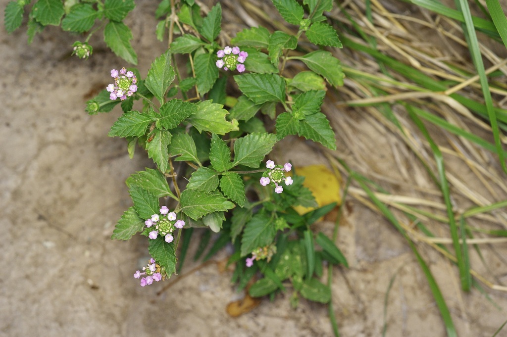 Lantana achyranthifolia; photograph (c) Michelle W. (鍾偉瑋), some rights reserved (CC BY)