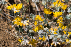 Acmispon argophyllus argophyllus