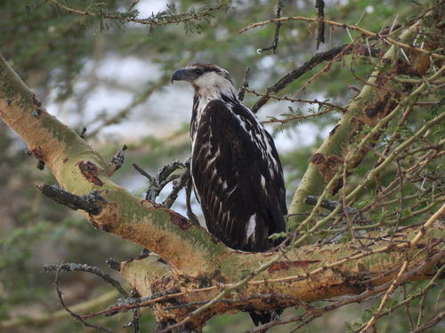 iNaturalist image