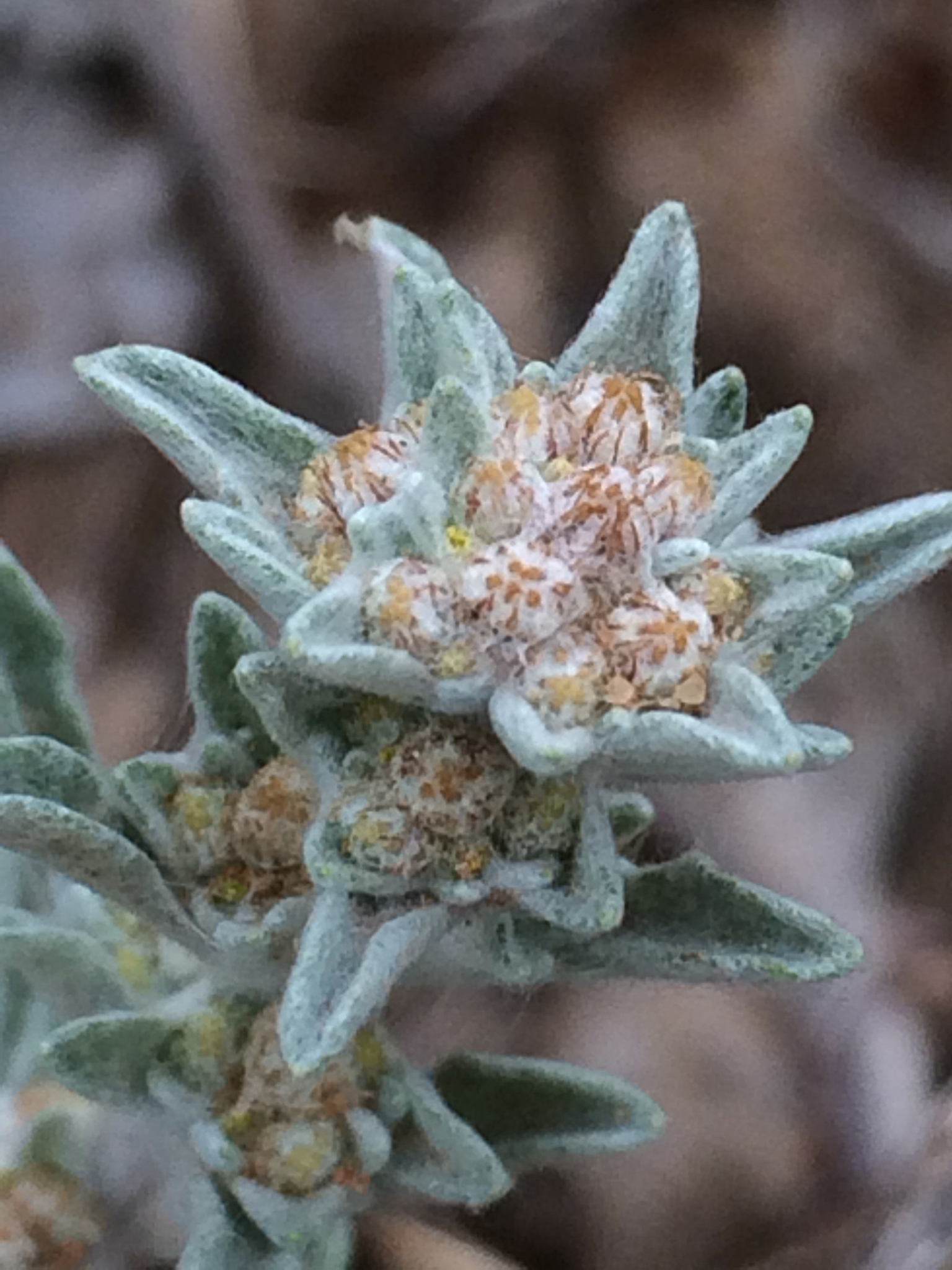 Diaperia candida