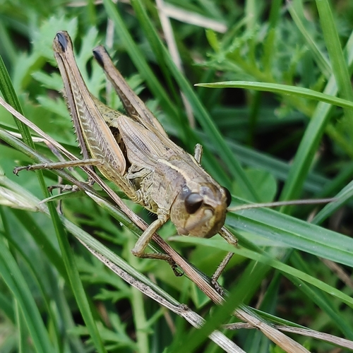 Meadow Grasshopper