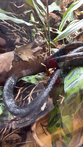 Photo of a Yellow-throated Bold-eyed Tree Snake (Thrasops flavigularis)