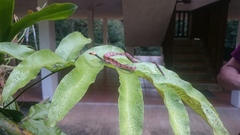 Siphlophis compressus