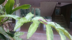 Siphlophis compressus