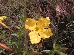 Oenothera hartwegii