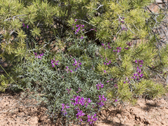 Astragalus coltonii moabensis