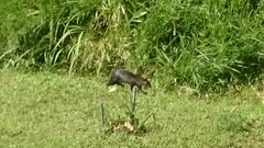 Dasyprocta fuliginosa