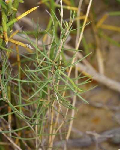 Talinum polygaloides