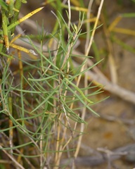 Talinum polygaloides
