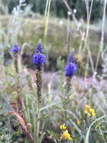 Spiked Speedwell