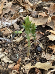 Lysimachia quadrifolia