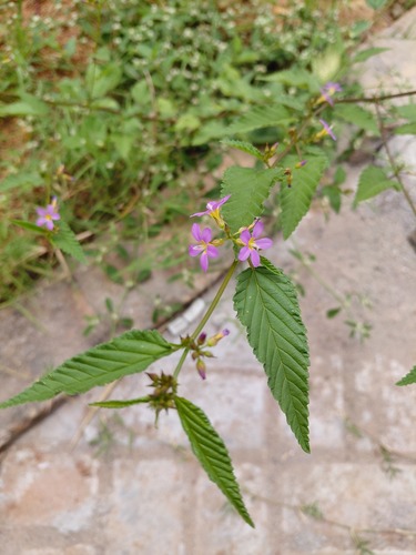 Pyramid Flower