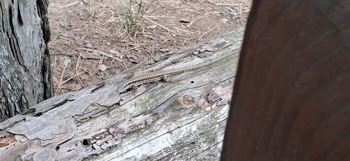 Common Wall Lizard