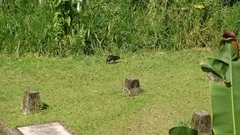 Dasyprocta fuliginosa