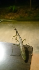 Stagmatoptera supplicaria