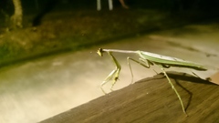 Stagmatoptera supplicaria