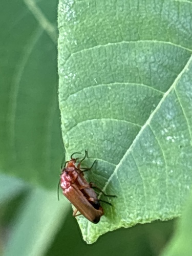 Common Red Soldier Beetle