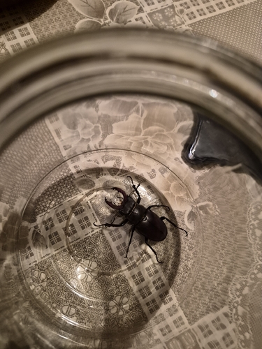 Lucanus cervus turcicus