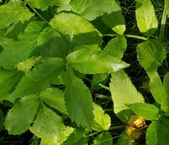 Angelica archangelica