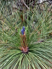 Pinus montezumae