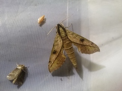 Xylophanes cosmius
