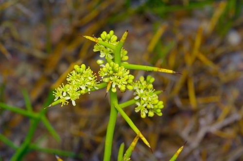 Koeberlinia spinosa, photograph 3