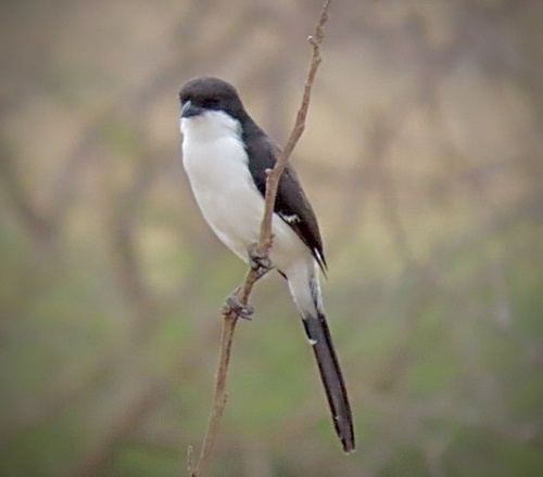 Long-tailed Fiscal (Lanius cabanisi), photo 2