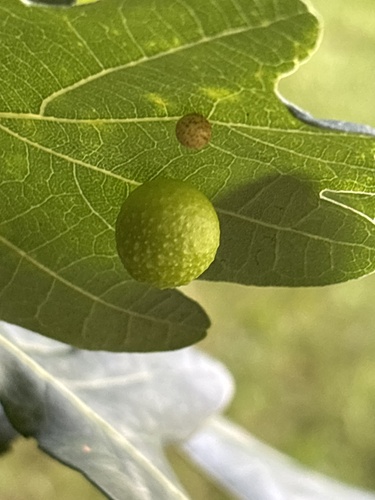 Cherry Gall Wasp