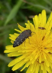 Acmaeodera ornatoides