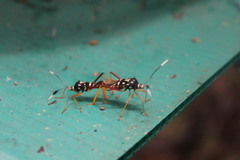 Baldus vinulus