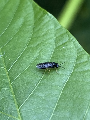 Forget-me-not Sawfly