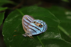 Chloreuptychia chlorimene