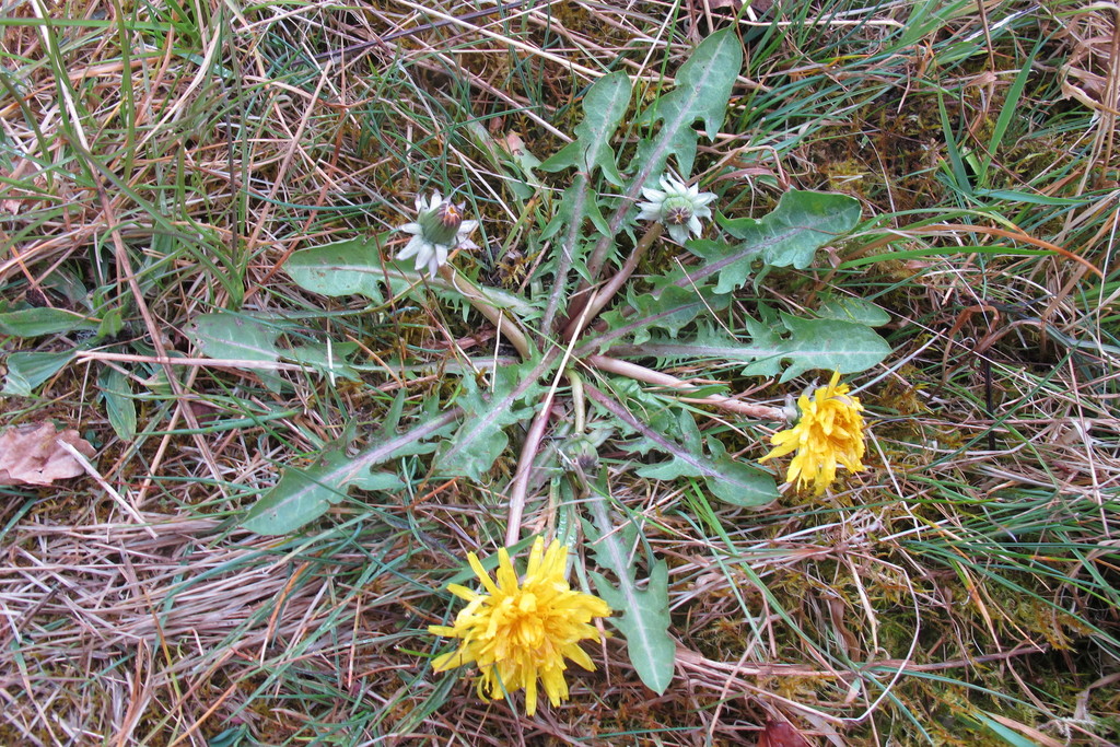 large-bracted dandelion